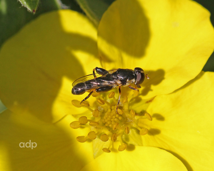 Note large hind femur. IMG_8624tqsw800c Syritta pipiens m BD.jpg